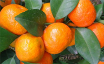 臟臟包怎么保存 臟臟包可以保存多久