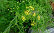 柴胡有什么作用 柴胡的食用方法介紹