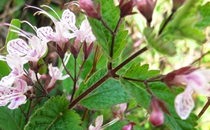 宮寒可以拔罐嗎 宮寒拔罐拔什么穴位好