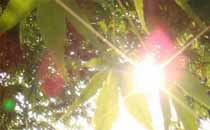 三伏貼適合哪些人貼 什么人不適合貼三伏貼