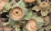 薄荷葉孕婦可以吃嗎 嬰兒可以吃薄荷葉么