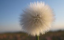 每天吃三七粉有什么好處嗎 每天吃三七粉最佳時(shí)間及禁忌