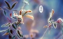 霜降可以種菜嗎 霜降適合種什么菜