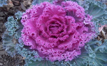 麥當(dāng)勞栗子撻好吃嗎 麥當(dāng)勞栗子撻味道怎么樣