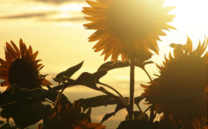 為什么不要在深夜做任何決定 在什么情況下做決定最好