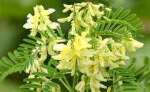 陰虛火旺影響懷孕嗎 陰虛火旺對懷孕有哪些影響