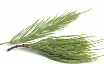 八珍湯什么人不能喝 八珍湯不適合哪些人喝