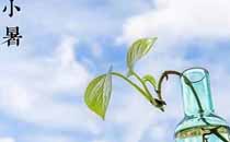 為什么小暑前后黃鱔是寶 哪些人不適合小暑吃黃鱔