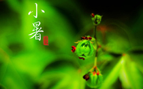 小暑時(shí)節(jié)為什么要吃藕 小暑吃藕有什么寓意