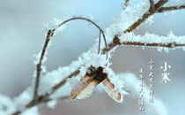 2018章丘大蔥價格多少錢一斤 章丘大蔥什么時候上市