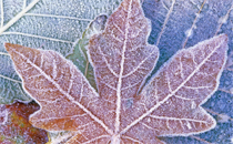 2017立冬是什么時候 2017立冬是哪一天