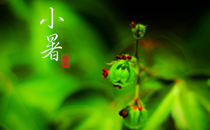 小暑為什么要吃黃鱔 小暑吃黃鱔有什么好處說(shuō)法