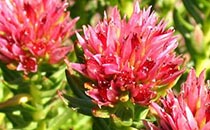 瑪卡的功效與作用 瑪卡怎么吃效果最好