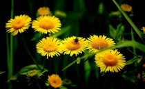 2017大暑節(jié)氣養(yǎng)生常識攻略 2017大暑養(yǎng)生要點(diǎn)有哪些