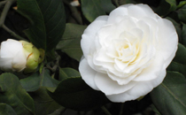 橘子上的白色筋絡有什么作用 橘子有哪些藥用價值