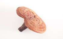 吃了三七粉睡不著怎么回事 吃了三七粉為什么會睡不著