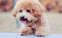 結(jié)婚到底是為了什么 人為什么要結(jié)婚生孩子