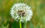 蒲公英吃多了會怎樣 蒲公英一天吃多少合適