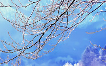 立冬前后種什么蔬菜好 立冬吃什么傳統(tǒng)食物