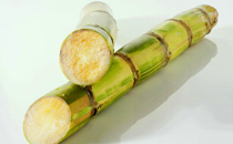 喉嚨痛能吃雪蓮果嗎 喉嚨痛吃雪蓮果有效嗎