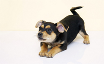 怕狗怎么辦怎么克服 什么樣性格的人會怕狗