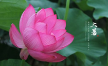 三伏天可以喝酸奶嗎 貼三伏貼可以喝酸奶嗎