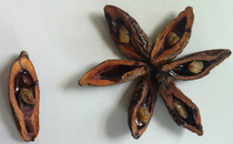 冬天喝牛奶怎么加熱 冬天每天喝牛奶的好處