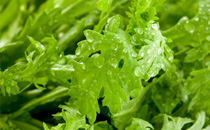 羊肉可以和豆腐一起吃嗎 羊肉和豆腐一起吃有什么好處