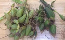 冬天吃柚子好嗎 冬天吃柚子有什么好處