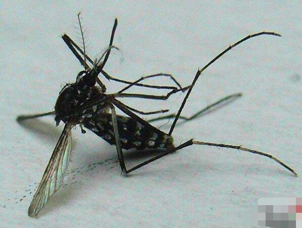 湖北大一女生用60只蚊子寫作文泄憤，網(wǎng)友神評(píng)論(大快人心)