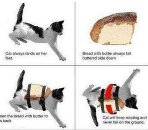 悖論學說之黃油貓悖論，永遠都是貓腳先落地(實驗過程)