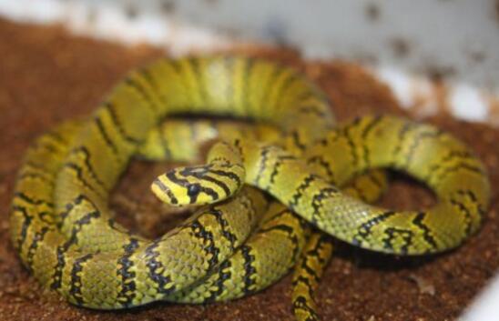 世界上最美的無毒蛇，橫斑錦蛇列入中國極危動物