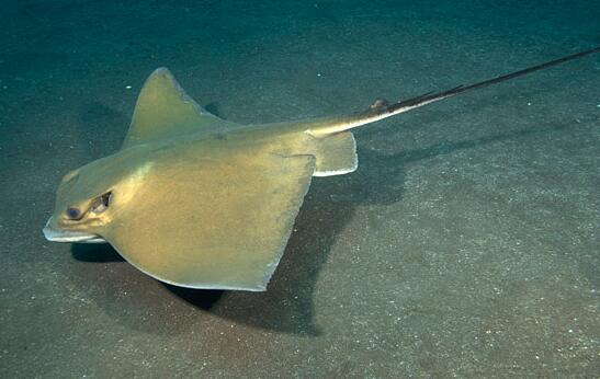 蝙蝠魚(yú)外形嚇人個(gè)性溫順，紅唇蝙蝠魚(yú)四條腿會(huì)跑
