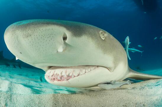 老板養(yǎng)檸檬鯊作為身份的象征，生性兇猛價格昂貴