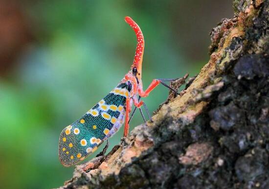 龍眼雞其實是一種蟲子，味道也比雞肉好吃多了