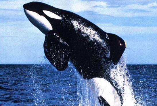 逆戟鯨以大白鯊為食，血盆大口可以吞下一整只海獅