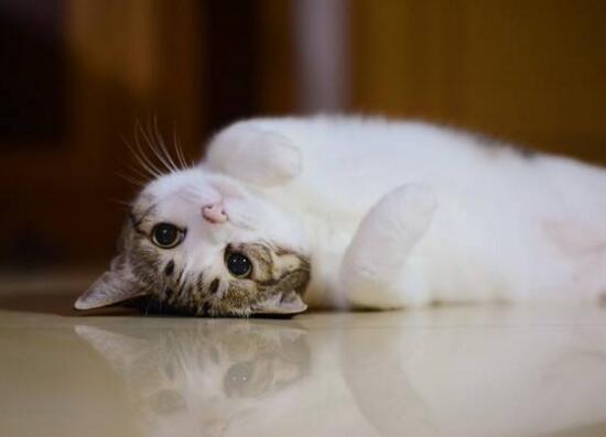 網(wǎng)紅萌寵瓜皮貓是什么品種，其實(shí)是普通的中華田園貓