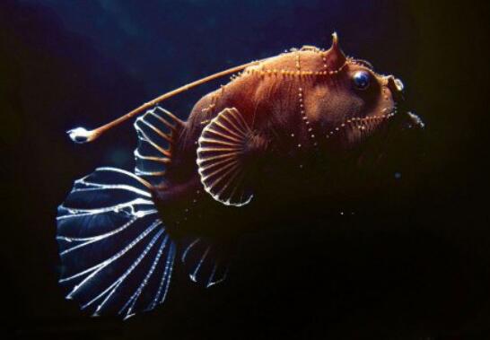 超丑的深海安康魚，自帶發(fā)光器獨特的捕食技術(shù)