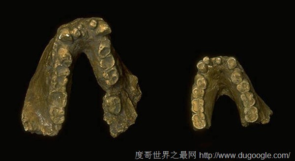 步氏巨猿 身型比現(xiàn)存的大猩猩更大的史前巨獸