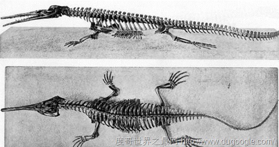 約2000萬多年前外表類似恒河鱷的鱷龍