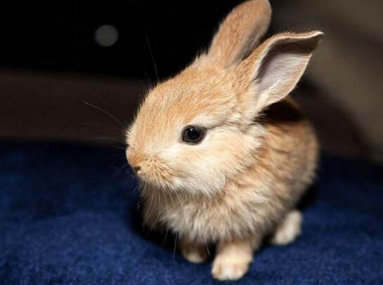 公主兔學(xué)名柏魯美路兔，人工培養(yǎng)出的超萌兔子
