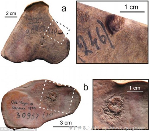 猛犸象是怎么滅絕的? 猛犸象因骨質(zhì)疏松癥和關(guān)節(jié)炎困擾滅絕了？