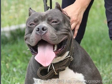 美國惡霸犬，任性忠誠穩(wěn)定和藹可親