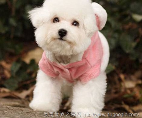 比熊犬,逗人喜歡頑皮可愛的小狗