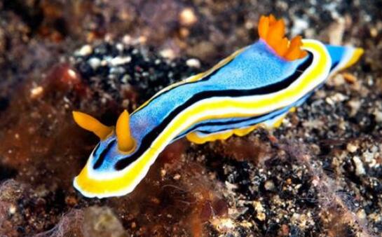 海蛞蝓就是海兔，萌萌噠外表卻帶有致命毒素