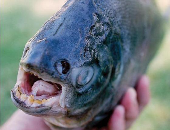 男性的天敵竟是人齒魚，超變態(tài)專咬襠部吃人蛋蛋