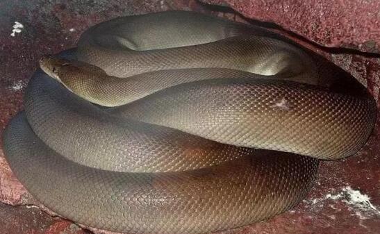 澳洲第二大蛇類橄欖蟒蛇，可當(dāng)寵物(長(zhǎng)達(dá)6.5米)