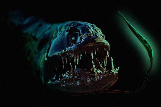 兇神惡煞的深海龍魚(yú)，滿口又長(zhǎng)又尖的獠牙(身體會(huì)發(fā)光)