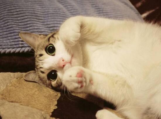 網紅萌寵瓜皮貓是什么品種，其實是普通的中華田園貓