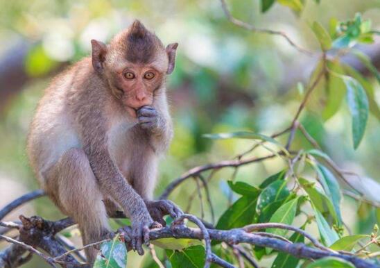國(guó)家二級(jí)保護(hù)動(dòng)物食蟹猴，已經(jīng)被人類逼的無(wú)處可去
